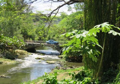 Havana Forest