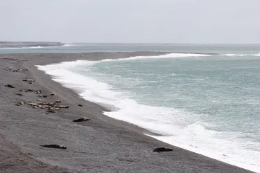 Caleta Valdes