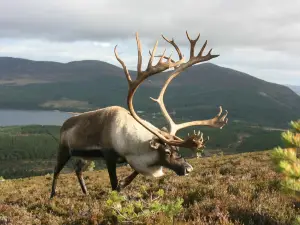 Cairngorm Herd