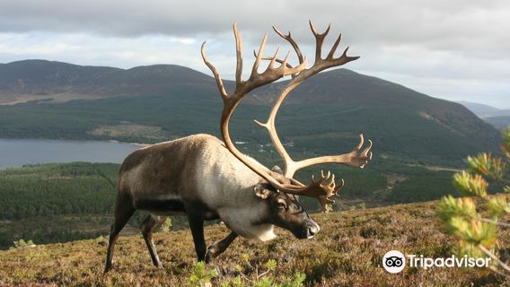 Cairngorm Herd