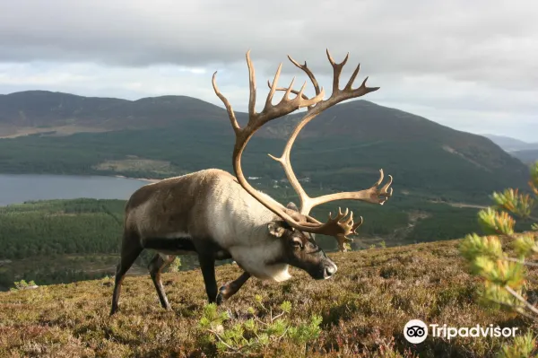 Cairngorm Herd