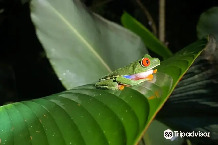 Arenal Oasis Eco Lodge & Wildlife Refuge