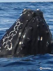 Whales in Maui