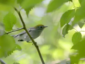 Baxter Conservation Area