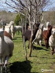 Carthvean Alpacas