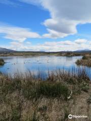 Laguna Nimez Reserva Natural Municipal