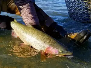 Kenai River Cowboys