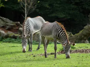 薩爾茨堡動物園