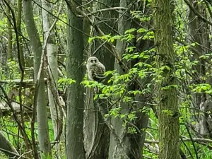 Heckrodt Wetland Reserve