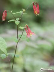 Hope Bay Forest Provincial Nature Reserve