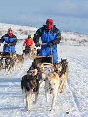 Norway Husky Adventure