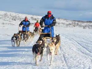 Norway Husky Adventure