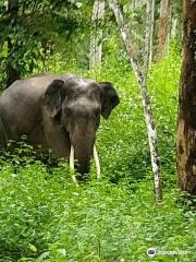 Wayanad Wildlife Sanctuary