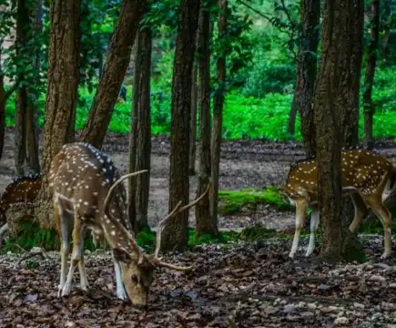 Hotels near Deer Park