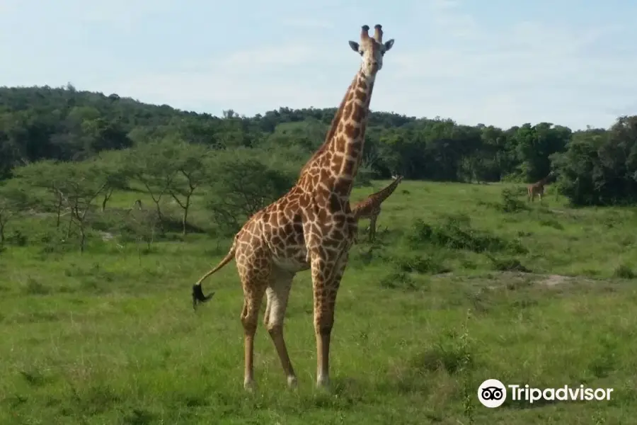 African mountain explorer