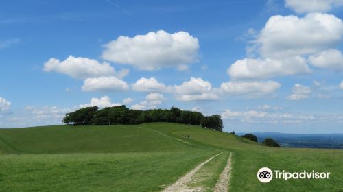 Chanctonbury Ring