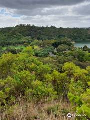 Lions Lookout