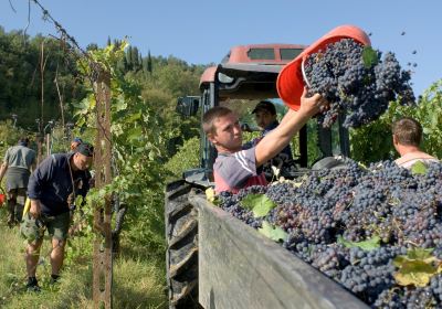 Fattoria La Tancia - LA TANCIA WINERY