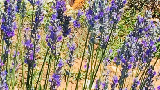 Southern Hills Lavender
