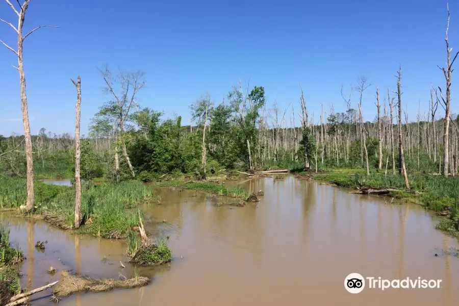 American Tobacco Trail