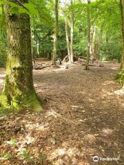 National Trust - Leigh Woods