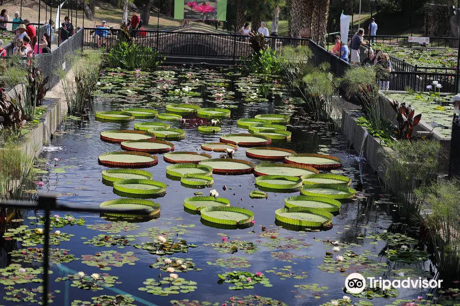 International Waterlily Collection