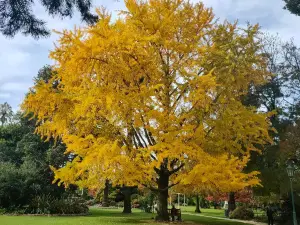 Albury Botanic Gardens