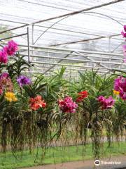 清邁湄沙蘭花園