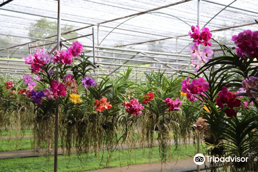 Mae Sa Orchid Farm