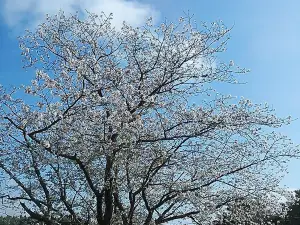 Fujikawa Tenjin (Santuario de Sugawara)