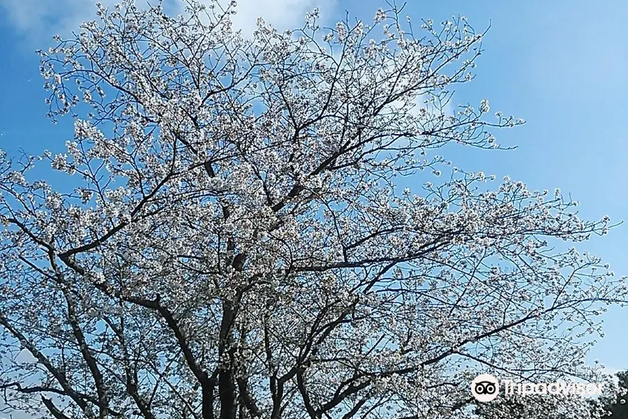 Fujikawa Tenjin (Santuario de Sugawara)