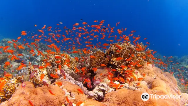 Diving in Sharm El Sheikh