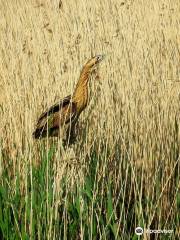 RSPB ストランプショウ・フェン