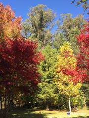 Hogsback Arboretum