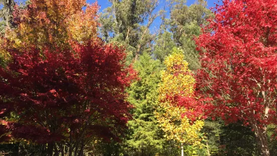 Hogsback Arboretum