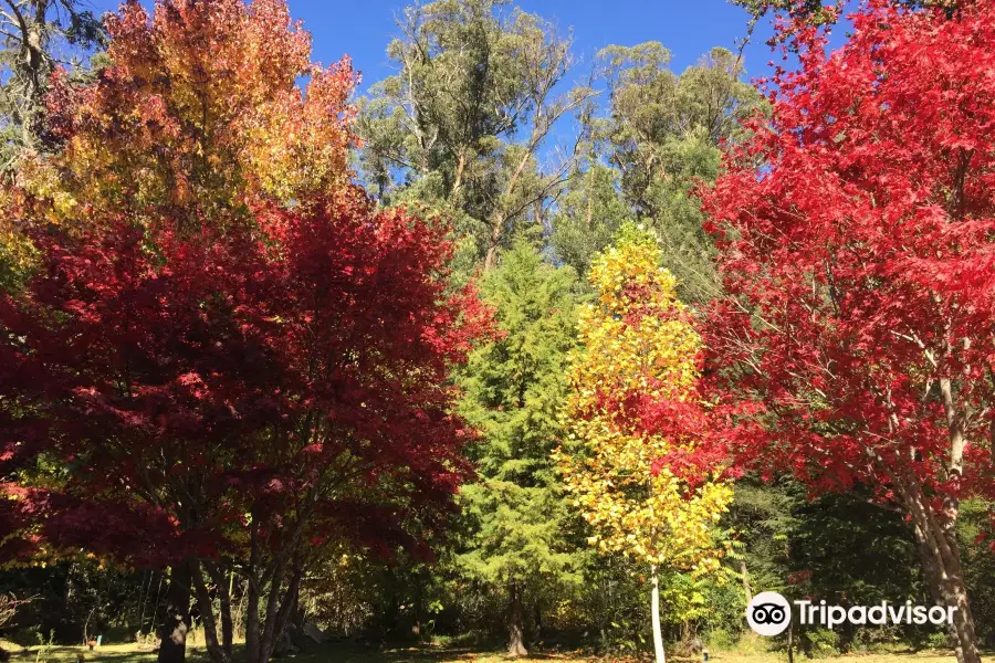 Hogsback Arboretum