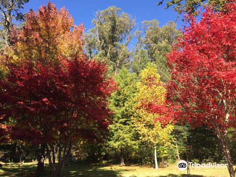 Arboretum Hogsback