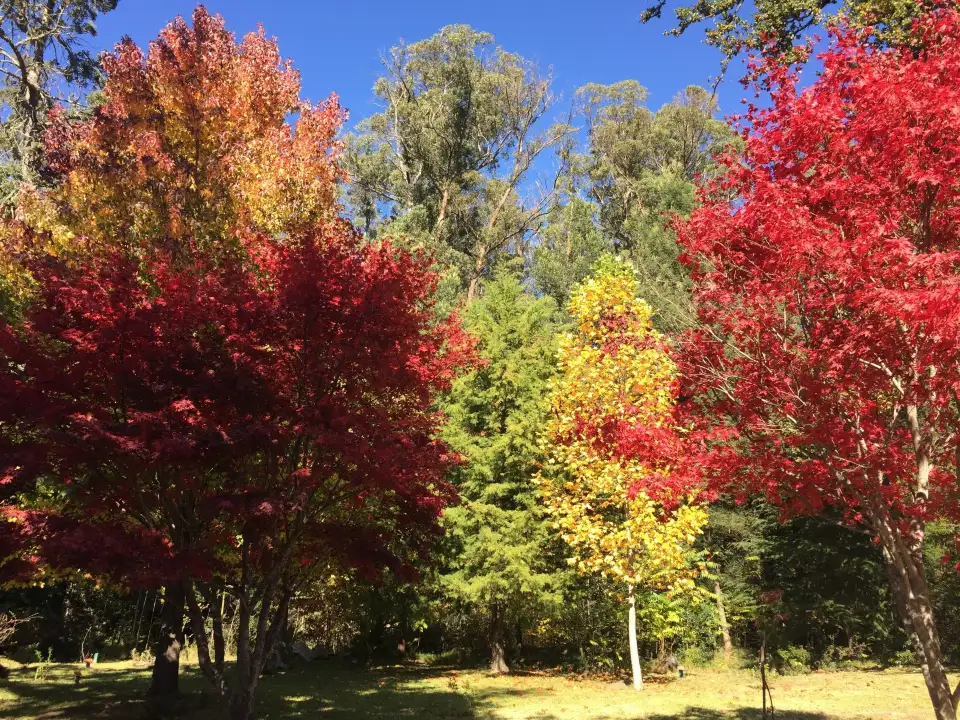 1_Arboretum Hogsback