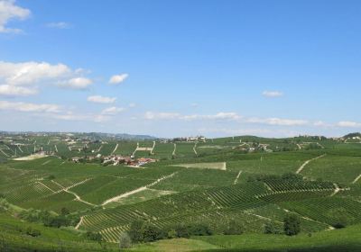 Bruno Rocca vineyard