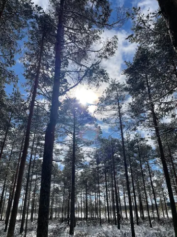 Torronsuo National Park