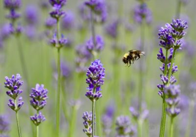 Lavender Hills Farm