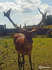 The Galloway Forest Park Red Deer Range