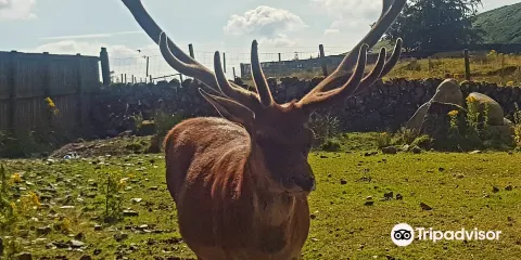 The Galloway Forest Park Red Deer Range