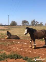 Larne draught horses