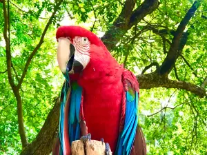 Zoo And Botanical Park Teresina