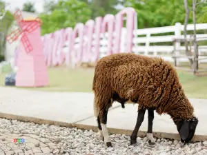 Hug You Sheep Farm