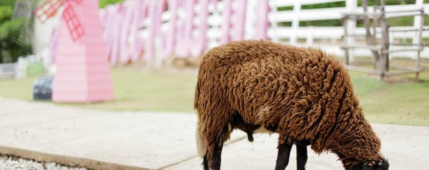Hug You Sheep Farm