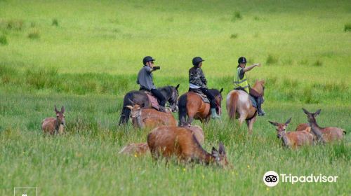 Killarney Riding Stables