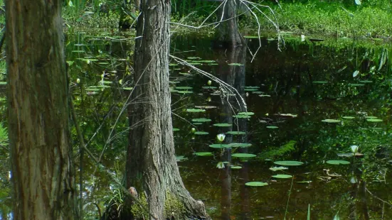 The Crosby Arboretum