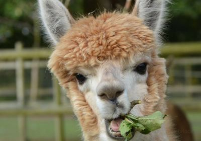 Trelawn Alpacas